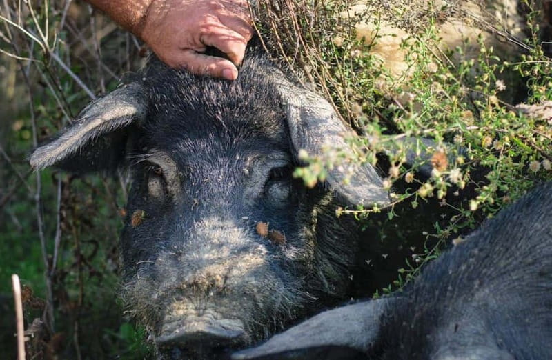 Cured Meat & Olive Oil Tasting & Visit near Pisa & Livorno - Key Things to Look Forward To