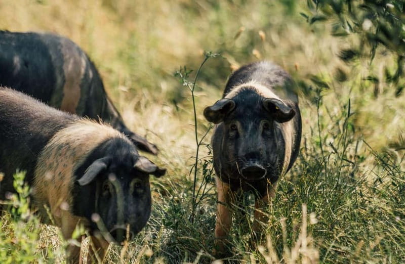 Cured Meat & Olive Oil Tasting & Visit near Pisa & Livorno - Meeting the Cinta Senese: Ancient Pigs, Real Details