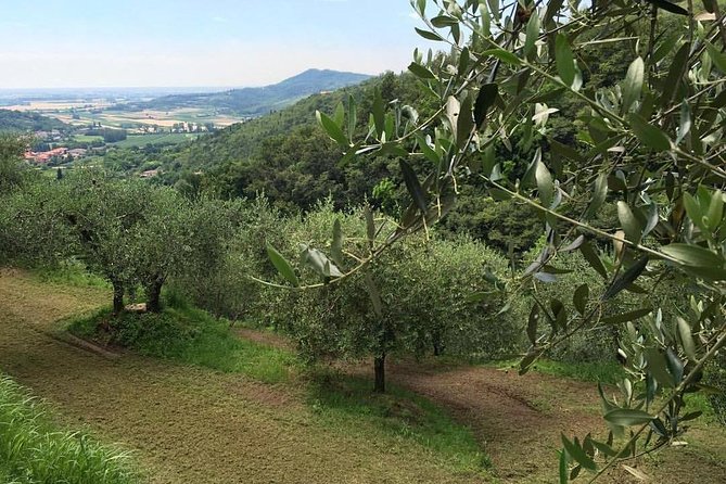 DA Abano and Montegrotto: Oil and Wine Tour of the Euganean Hills - EVO del Borgo oil mill (Frantoio di Arqua Petrarca): how extra-virgin oil is made