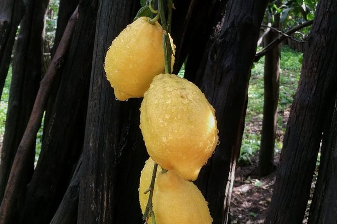 DISCOVER SORRENTO, food &Walking tour . Lemons-cheese&olive oil - Sorrento after 5:00 pm: why the timing matters