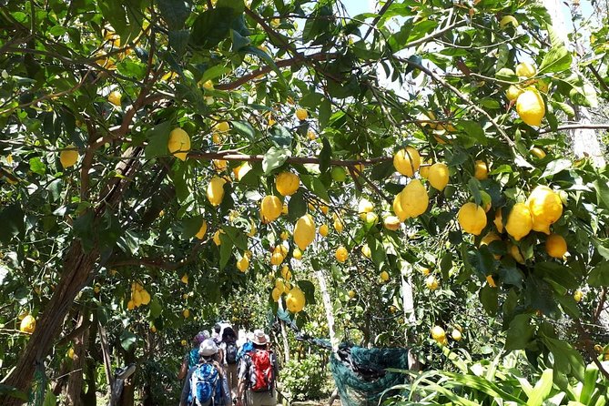 DISCOVER SORRENTO, food &Walking tour . Lemons-cheese&olive oil - History and geography on narrow Sorrento lanes