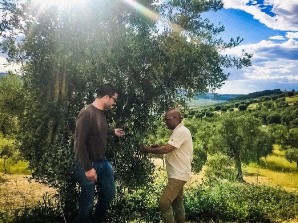 Discovering extra virgin olive oil - Key highlights worth your time