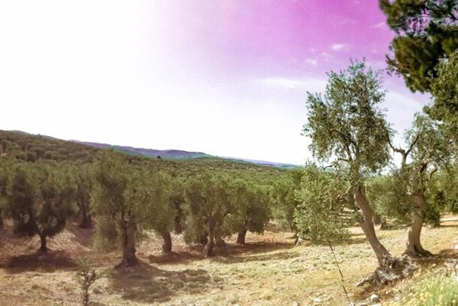 Discovering extra virgin olive oil - From olives to extra virgin: how processing in the mill fits into the story