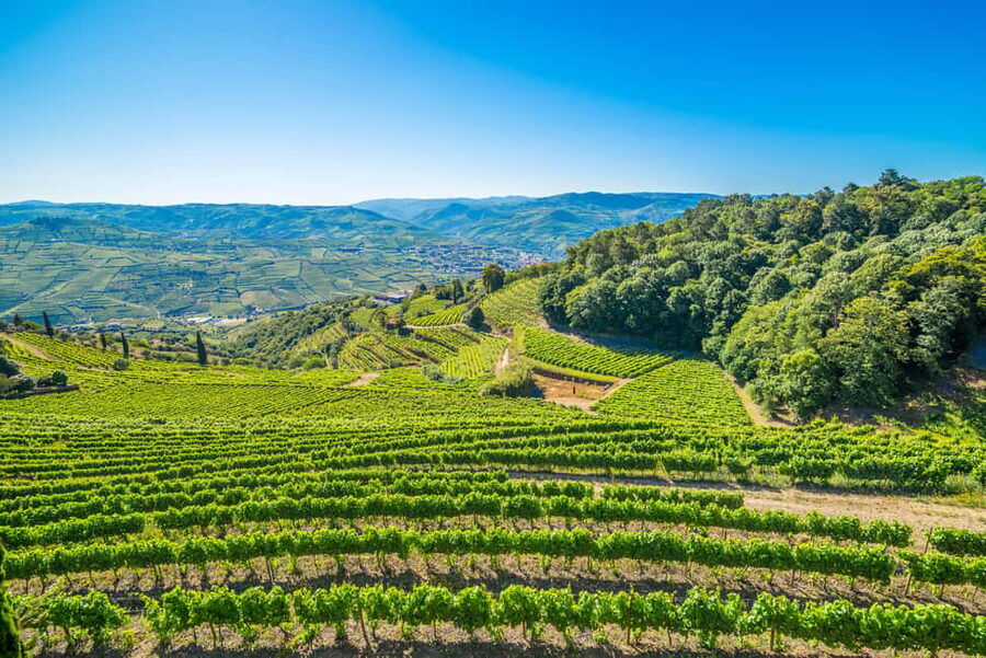 Douro Valley: Private Lunch with Wine & Olive Oil Tasting - Duration and pacing: why 3 hours feels relaxed, not short