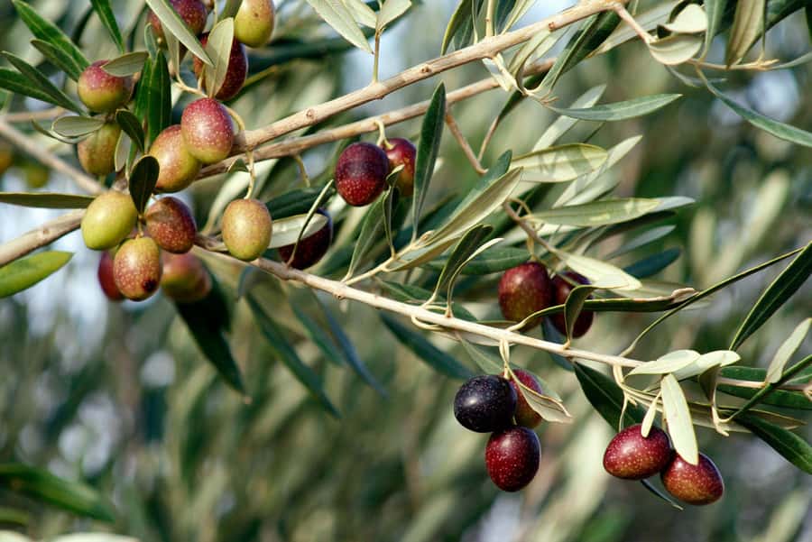 Dripping Springs: Olive Oil and Balsamic Vinegar Tasting - Olive oil and vinegar tasting in Dripping Springs: what makes it fun