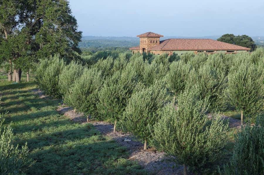 Dripping Springs: Olive Oil and Balsamic Vinegar Tasting - Getting your first taste: extra virgin olive oil and balsamic vinegar