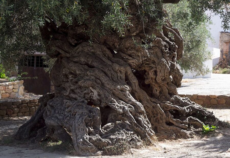 Explore the Secrets of Wine and Olives in Chania - What kind of traveler this tour fits best