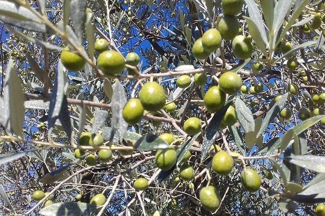 Extra Virgin Olive Oil Experience - Where You Start in San Gimignano: Agriturismo Il Vicario at 3:30 pm
