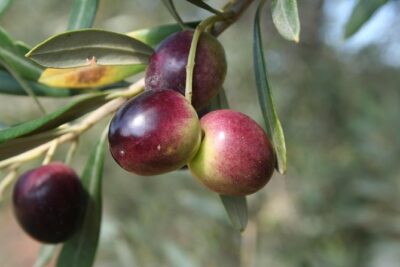 Extra virgin Savoy Tour and olive oil tasting - FASANO - Stop 1: the Savoia estate story, groves to production techniques