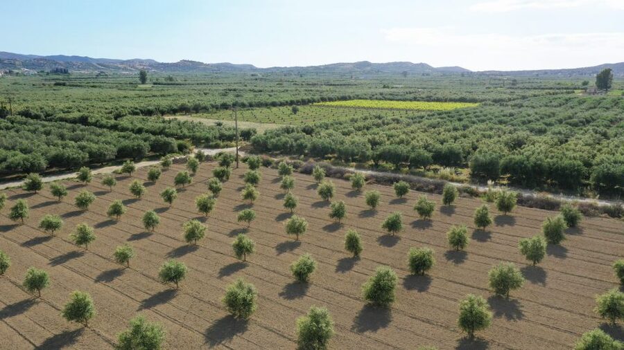 Farm Tour with Cheese-Making, Olive Oil Tasting & Picnic - Key highlights worth your time