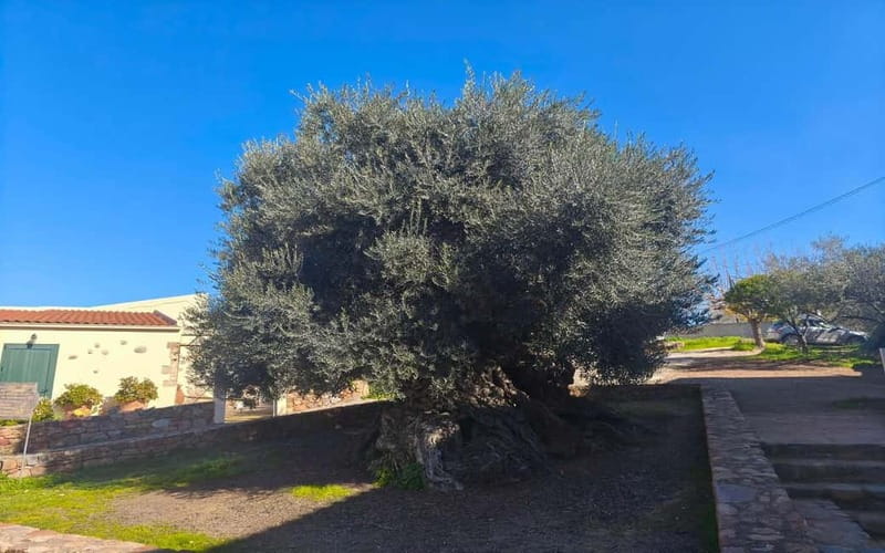 Flavors of Crete from Chania: Wine & Olive Oil Tasting Tour - Who this tour suits (and who should rethink it)