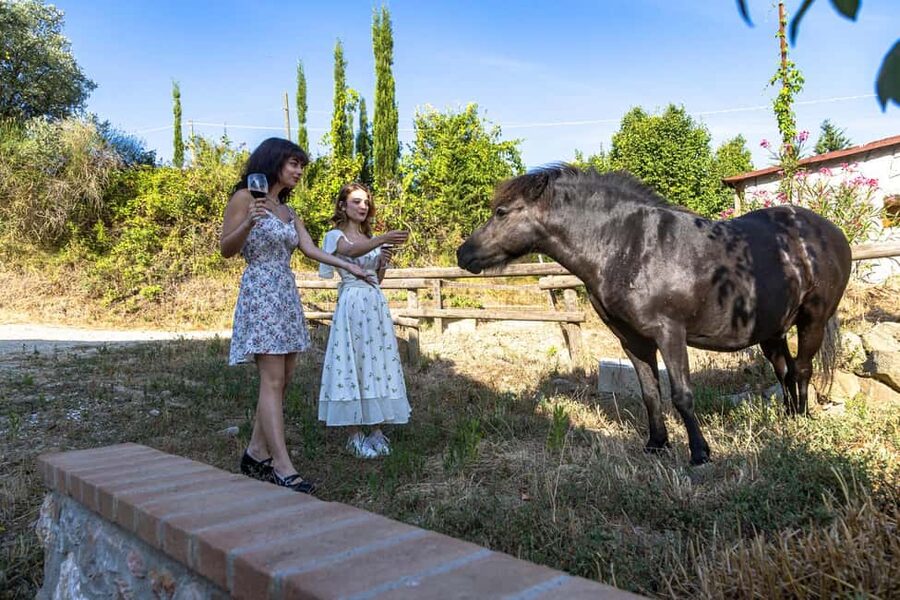 Florence: The secret of wine, cheese and olive oil at a farm - Key things I’d circle before you go