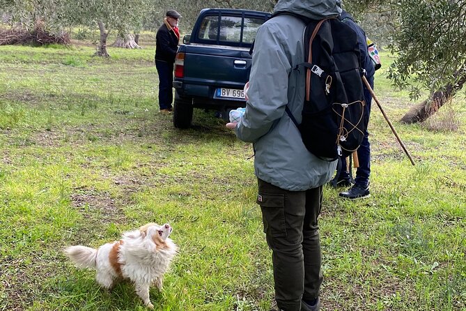 Food and Wine Tour between the Patriarchs Olives and the Oil Temples - Wine pairing: Primitivo with your cialledda