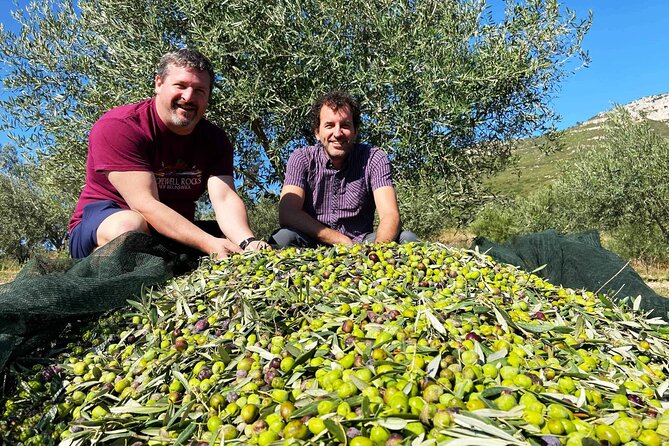 From Athens: Olive Oil Tasting, Olive Grove & Wine Experience - Who should book this—and who should skip it