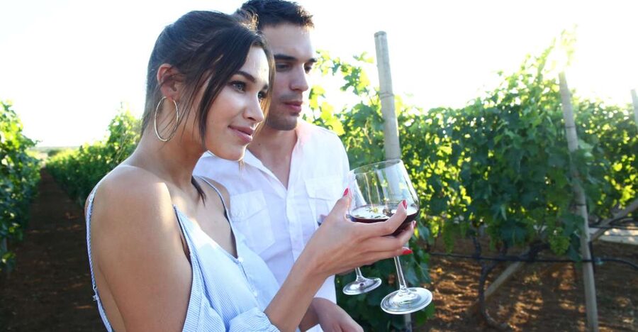 From Biograd: Wine and Olive Oil Tasting in Ražnjevića Dvori - The wine tasting: four premium bottles and the Zinfandel–Primitivo link