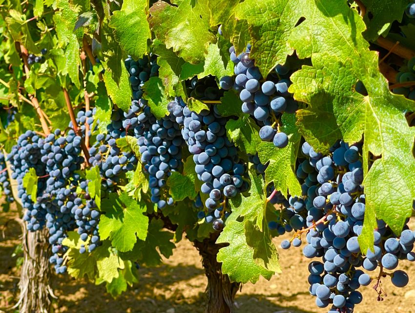 From Biograd: Wine and Olive Oil Tasting in Ražnjevića Dvori - Who this tour fits best (and who might skip it)