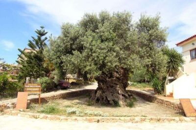 From Chania: Olive Oil, Wine, Cheese & Honey Tasting Tour - Rusks and savory pastries at a family-run bakery