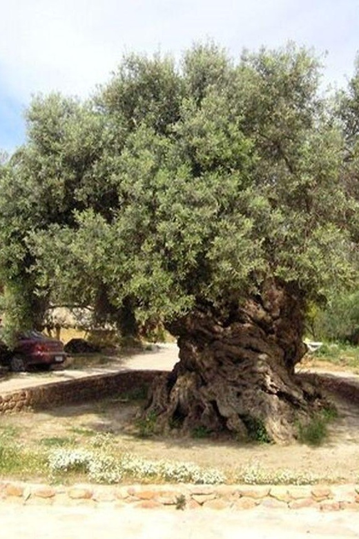 From Chania: Olive Oil, Wine, Cheese & Honey Tasting Tour - Honey, bees, and olive trees: the “how it’s made” section