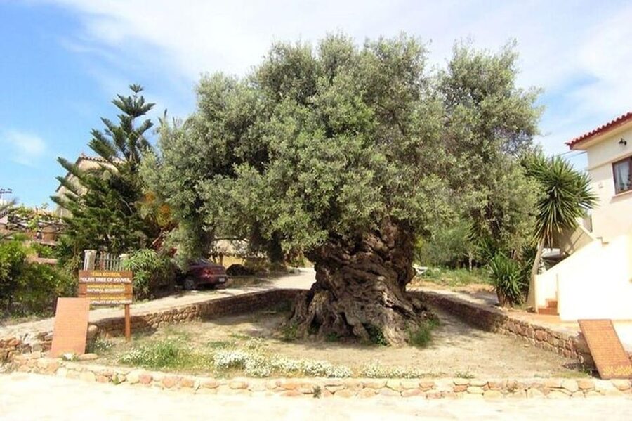 From Chania: Olive Oil, Wine, Cheese & Honey Tasting Tour - Price and value: why $49 can make sense on this route