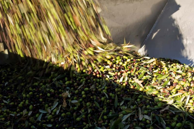 From Florence: Olive Oil Mill Tour and Tasting in Fiesole - Food tasting and the local wine note (keep expectations realistic)