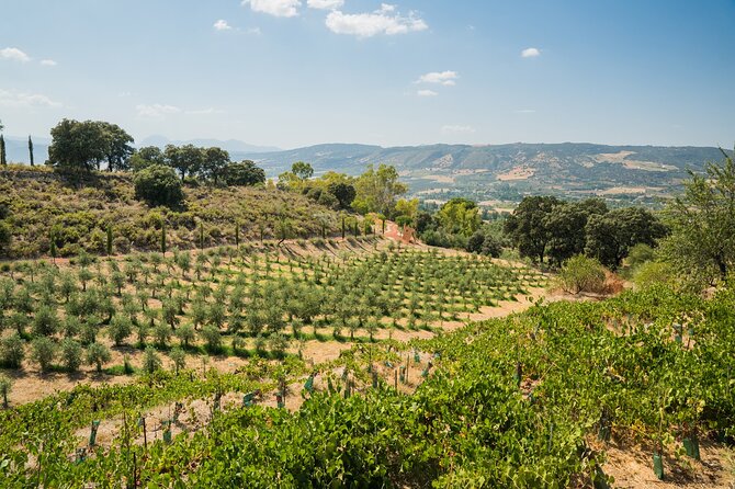 From Malaga: Ronda, Wine & Olive Oil Tasting Premium Small Group - Free Time in Ronda: Use Your 90 Minutes Wisely