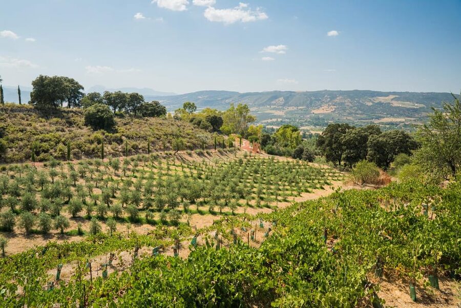 From Málaga: Ronda, Wine & Olive Oil Tasting Small Group - Price and value: what $312 buys you on this full-day combo