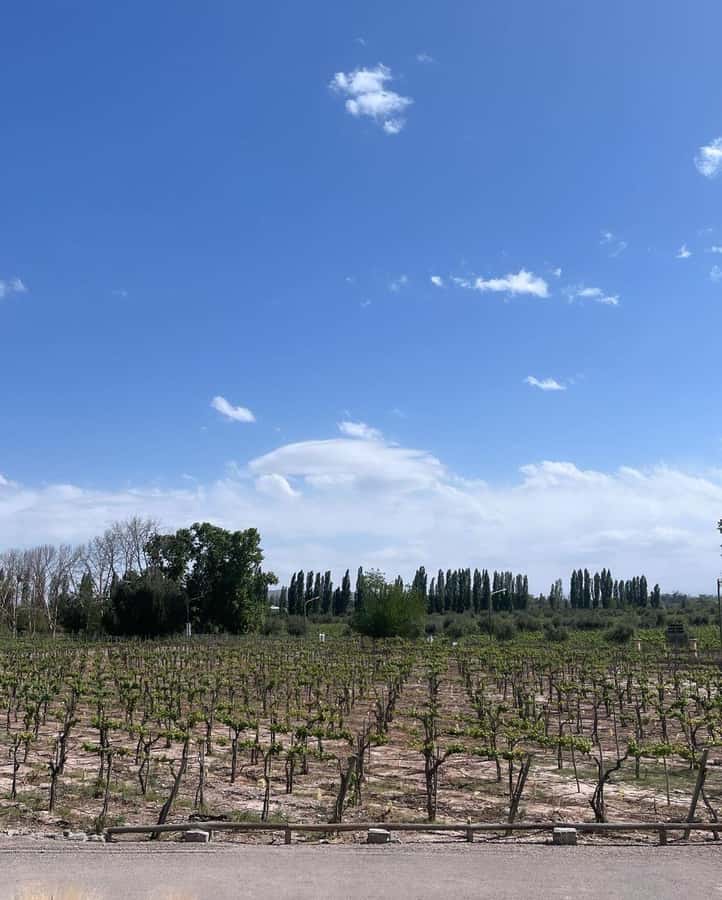 From Mendoza: 3 Wineries, Olive Oil Factory Tour & Tasting - Quick take: what makes this tour work