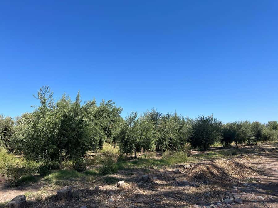From Mendoza: 3 Wineries, Olive Oil Factory Tour & Tasting - The Maipú timing: a half day that doesn’t feel rushed