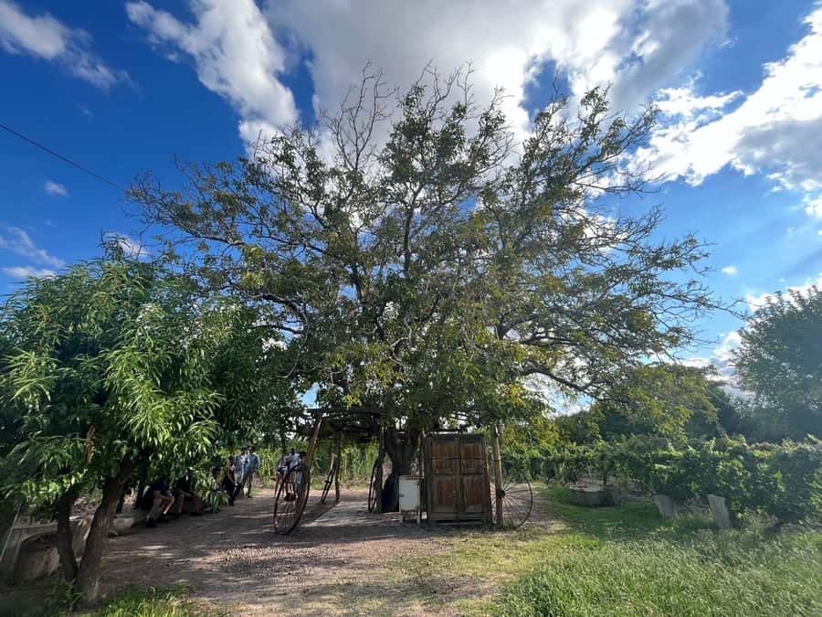 From Mendoza: 3 Wineries, Olive Oil Factory Tour & Tasting - Your wine tastings: young vs. aged, plus white, red, and rosé