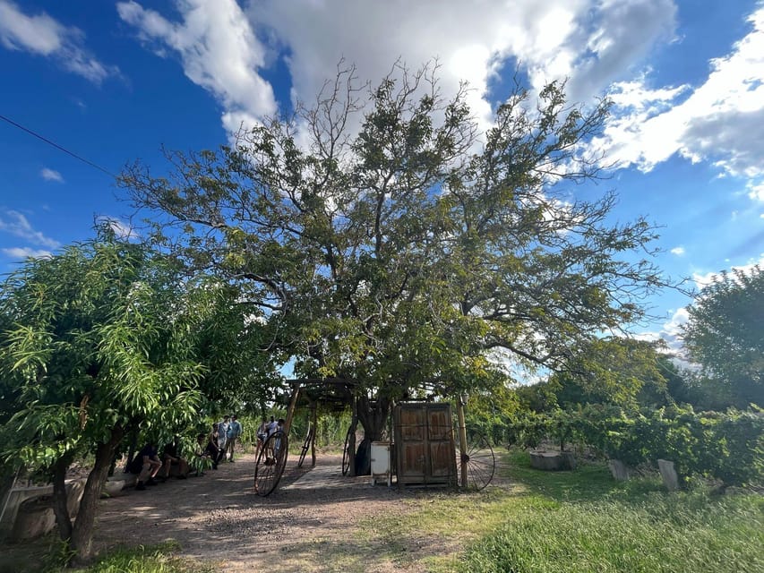 From Mendoza: 3 Wineries, Olive Oil Factory Tour & Tasting - Should you book this Mendoza 3-wineries plus olive oil tour?