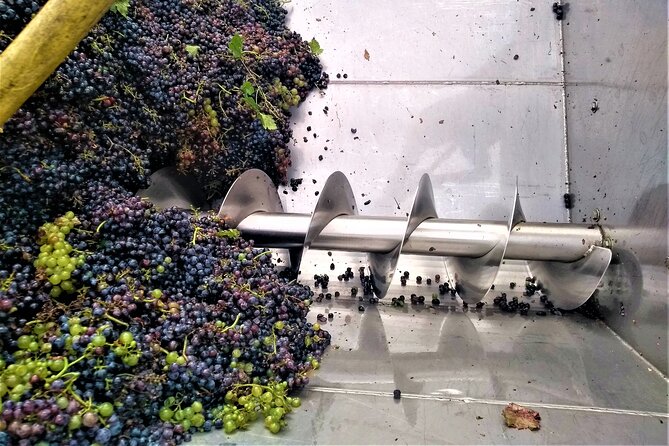 From Padua: Olive Oil & Wine in the Euganean Hills - The Euganean Hills Drive: Blue Lovivo Pickup and a Real-Time Pace