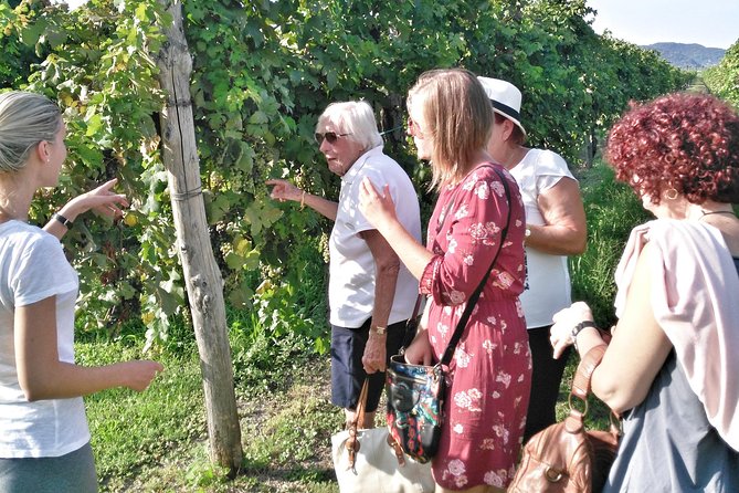 From Padua: Olive Oil & Wine in the Euganean Hills - What Makes This Tour Worth Your Time (Beyond the Checkboxes)
