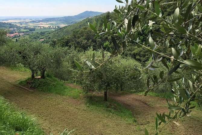From Padua: Olive Oil & Wine in the Euganean Hills - Timing and Your Day: How to Plan the Rest of Padua