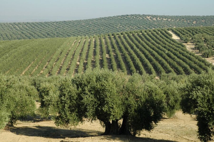 From Seville: Olive Oil Farm Tour - Key Highlights Worth Your Time