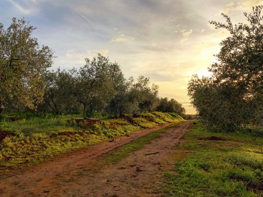 From Seville: Olive Oil Farm Tour - Price and Value: Is $105 Worth It?