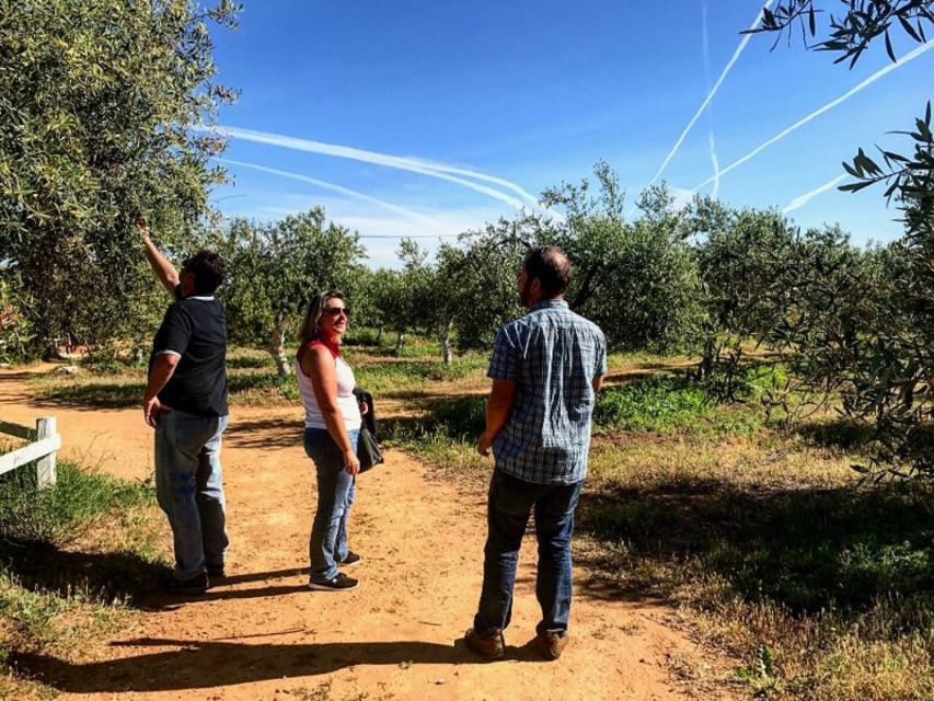 From Seville: Olive Oil Farm Tour - Who This Tour Suits Best (and Who Might Want a Different Option)