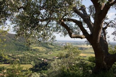 From Venice: Olive Oil & Wine Tour in the Venetian Hills - Price and What You’re Really Buying for $174.60