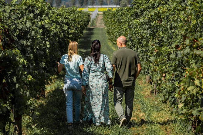 From Venice: Olive Oil & Wine Tour in the Venetian Hills - Abano Montegrotto First Stop: Spa Town Energy Without the Therapy Speech