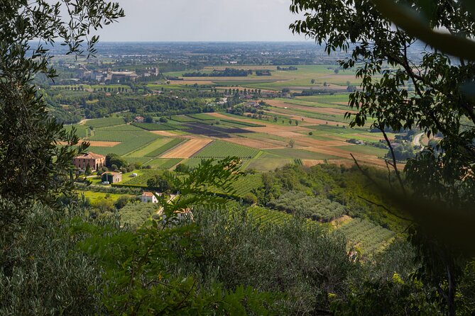 From Venice: Olive Oil & Wine Tour in the Venetian Hills - Cantina Colli Euganei Wine Tasting With Local Pairings