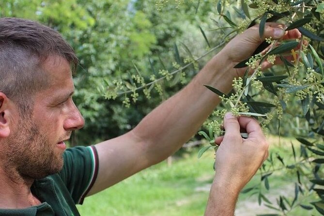 From Venice: Olive Oil & Wine Tour in the Venetian Hills - Small Group Size and Timing: What a 5-Hour Day Feels Like