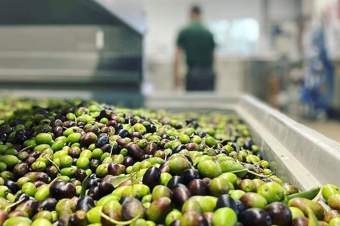 From Venice: Olive Oil & Wine Tour in the Venetian Hills - Weather, the €5 Access Fee, and the One Thing You Should Plan For