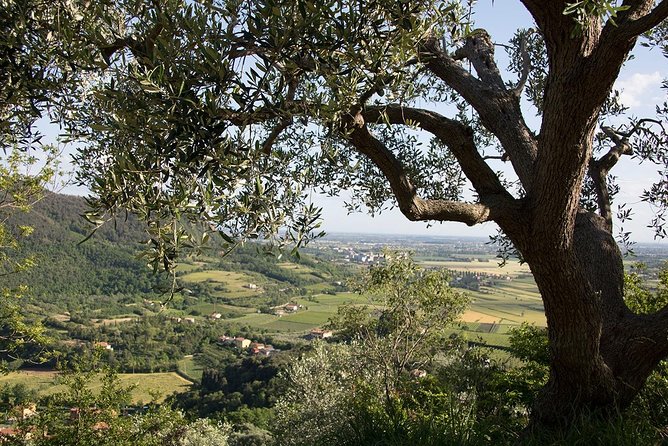 From Venice: Olive Oil & Wine Tour in the Venetian Hills - Price and What You’re Really Buying for $174.60