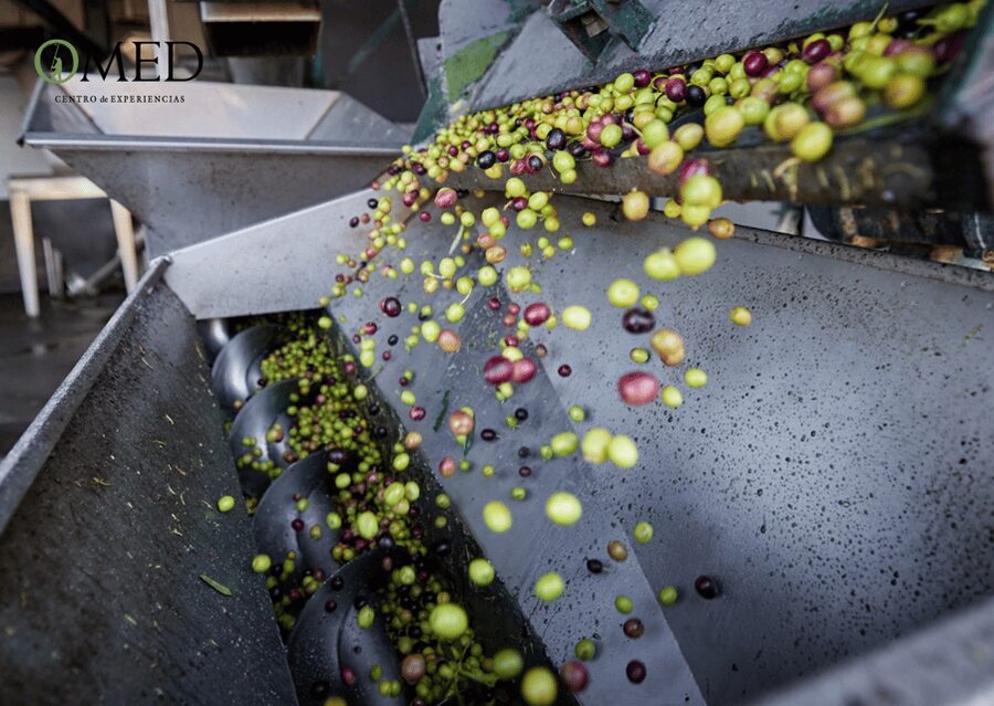 Granada in EVOO: Olive grove guided tour and sensory tasting - Should you book Granada in EVOO?