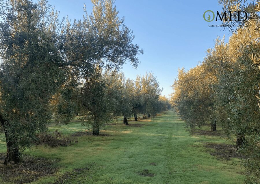 Granada in EVOO: Olive grove guided tour and sensory tasting - The olive grove visit: trees, fruit, and what harvesting means