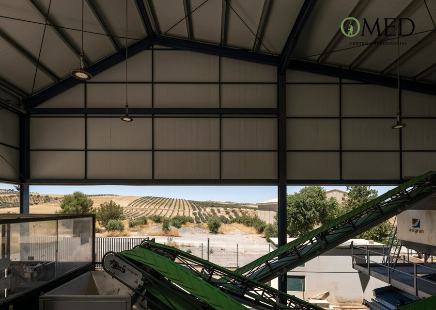 Granada in EVOO: Olive grove guided tour and sensory tasting - Sensory tasting: smell, taste, and retronasal notes