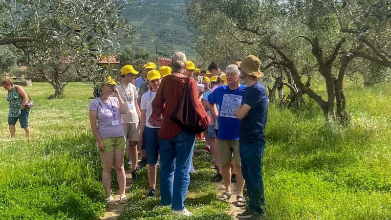 Greece in a Drop: Olive Grove Walk and Olive Oil Tasting - Food pairing: bread, tomato, and feta (and why it helps)