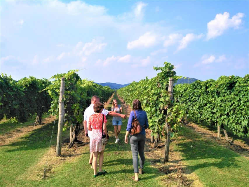 Guided Olive Oil & Wine Tour From Padua - Olive oil tasting: how to taste without overthinking it