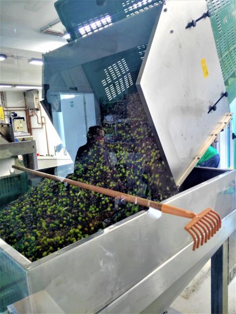 Guided Olive Oil & Wine Tour From Padua - Price and value: why $192.58 can make sense here