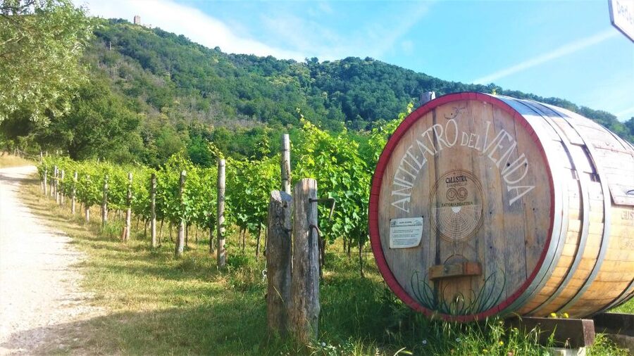 Guided Olive Oil & Wine Tour From Padua - Practical tips so your tour runs smoothly