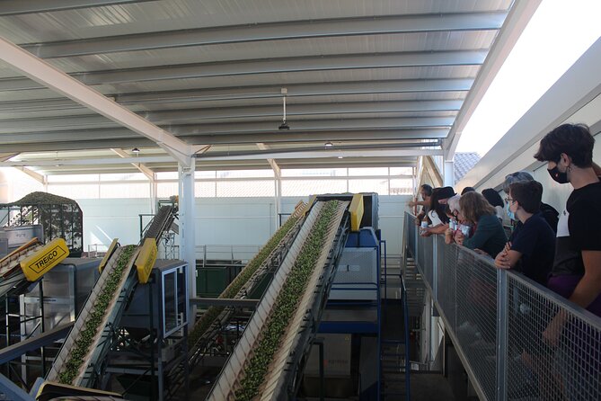 Guided tour and olive oil tasting in Alhaurin el Grande (Málaga) - The Current Production Factory: Connecting Old Machines to Today’s Flow